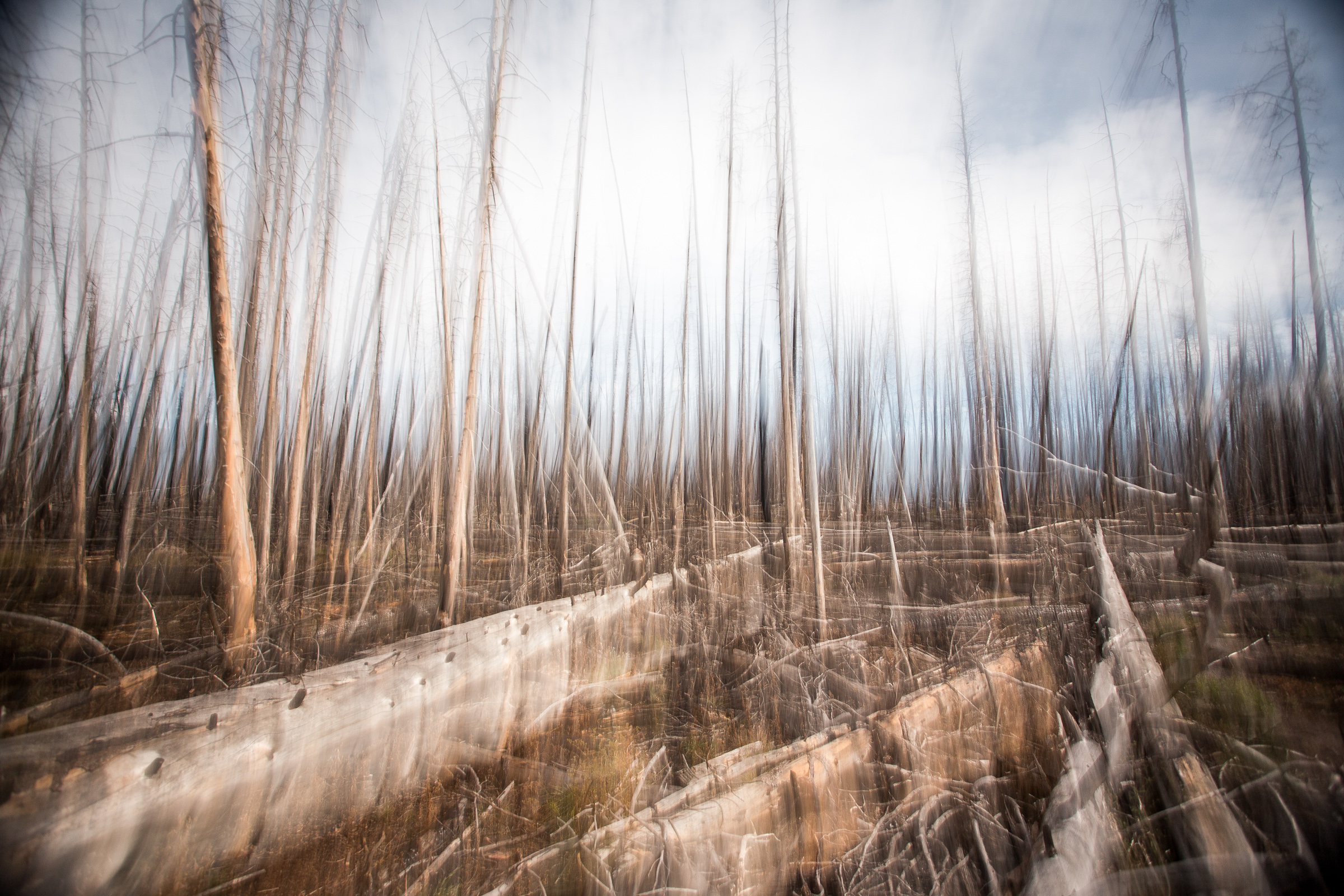 JASON SPETH LANDSCAPE 29